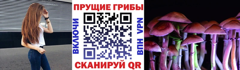дарнет шоп  Ростов  Псилоцибиновые грибы Psilocybine cubensis 